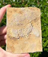 RARE Fossil Crinoid in Matrix Rhopocrinus Alabama Bangor Limestone Formation picture