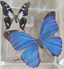 Purple Swallowtail Butterfly & Blue Morpho Butterflies Acrylic Display Signed picture