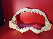 Large 14-inch Real Shark Jaw Teeth, Taxidermy, Bull Shark Type, Ocean Specimen picture