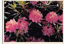 Rhododendron in Bloom G-78108 picture