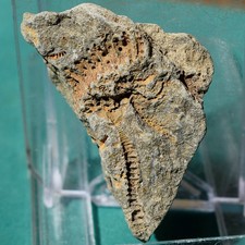 Crinoid: Bolivia devonian rare fossil picture