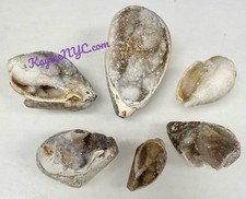 Wholesale Lot 6 PCs Natural Spiralite Fossil Sea Shell Crystals  Healing Energy picture