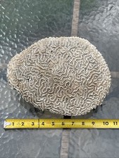 Huge  VTG Natural White Brain Coral  Beautiful See pictures for size/weight picture