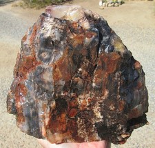 BIG ARIZONA PETRIFIED WOOD ROUGH ~ 16 lbs 12 ozs picture