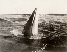 Whales in the Bay of Whales c 1928 30 Antarctica 1928 Byrd Antarct .. Old Photo picture