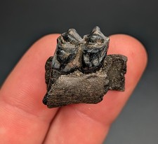 Beautifully Preserved Ice Age Deer Tooth In Jaw Section North Florida picture