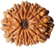 Original 14 Mukhi Rudraksha (Lab Certified) Origin - Nepal/Good Shape & Matured picture