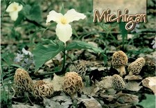 Michigan, Morel mushroom, Trillium wildflower, Grand Rapids, Perrin Postcard picture