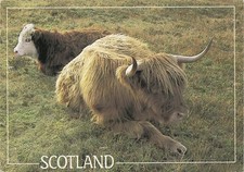 Vintage Scotland Postcard: Highland Cattle, Plymouth MA Postmark 1990 picture