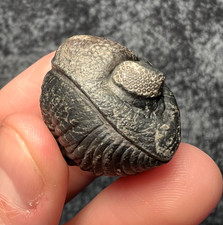 Pedinopariops Trilobite Fossil – Enrolled Display Specimen ✅ picture