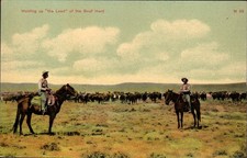 Chinook Montana - Cowboys Holding Up the Lead of the Beef Herd - Postcard c1908 picture