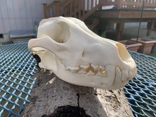 Gray Wolf Skull Replica - Life-Size Canine Skull, Realistic Animal Bone Decor 3D picture
