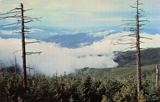 Forney Ridge NC North Carolina Great Smoky Mountains Asheville Vtg Postcard 22A picture