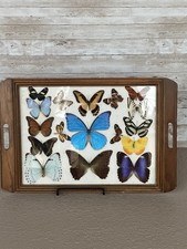 Vintage Brazil Butterfly Display Tray Real Mounted Specimens Wood Frame picture