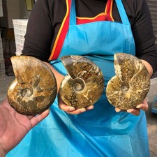 3pcs 4.22LB Natural Whole Ammonite Fossilized Crystal Mineral Specimen Healing picture