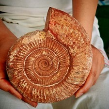 1.76 LB Natural Ammonite Fossil Specimen Mineral Crystal Quartz Collection picture