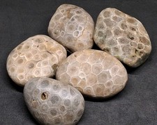 Petoskey Stone Lot 1 Lb High-Pattern Unpolished Hexagonaria Fossil Coral Rock picture