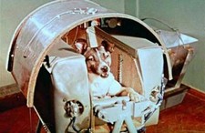 First Dog to Orbit Earth PHOTO Laika the Space Dog, Soviet Union Program Flight picture