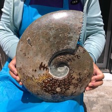 10.64 LB Natural Ammonite Fossil Specimen Home Table Decor Healing Stone 6823 picture