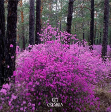 Rhododendron Daurian 25 PCS Fresh Seeds. Rhododendron dauricum Seeds picture