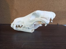 Real Large Young Wolf Skull Canis Lupus Taxidermy Natural Bone Specimen 25cm picture