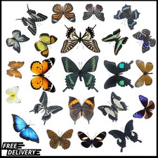 Set 8pcs Real Dried Dead Butterflies with Spread Wings Shaped Natural Unmounted picture
