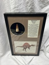Large Spinosaurus Tooth Fossil Genuine Prehistoric Dinosaur Specimen Framed picture