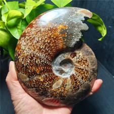 RARE 719G Natural Fine polishing Ammonite Fossil Nautilus Shell /Collect EE746 picture