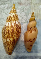 Vuluta Fulgoraria mentiens and Voluta Ericusa Sowerbyi Nice Specimens picture