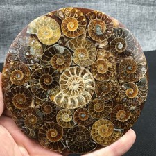 Natural Ammonite Disc Fossil Conch Specimen Healing +Stand 1PC picture