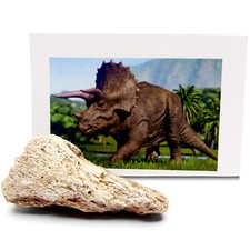 Triceratops dinosaur bone authentic fossil specimen 66 million years old picture