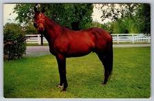 Vintage Nashua Horse Postcard from Lexington, Kentucky by Scenic Art picture