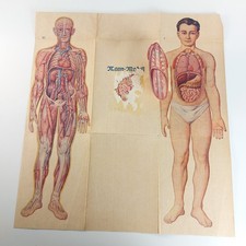 Old Antique Foldable Anatomy Medical Illustration Male Body Organs c.1910s picture