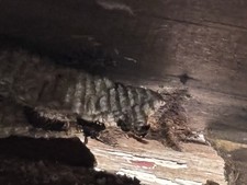Currently Live Paper Wasp Nest Hive Bee Science School Taxidermy picture