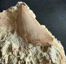 Ultra Rare 2.75” Megalodon Tooth in 5.4” Natural Matrix – Sharktooth Hill, CA picture