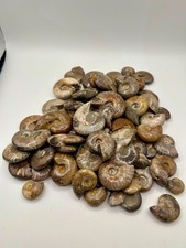 70 Whole Rainbow Ammolite Ammonite Fossil, Mahajanga, Madagascar picture