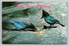 Vintage Blue Jay Greetings Color Photo Postcard by Chas. P. Greening picture