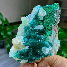 239G Natural green dioptase emerandine gemstone cluster crystal specimen picture