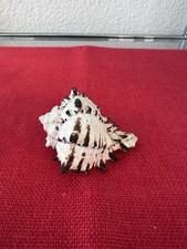 Vintage Natural Black Murex Sea Shell Specimen – Spiny Cabinet Specimen 3