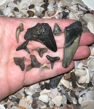 MEGALODON BEACH Shark Tooth Dig Kit with Real Fossil Shark Teeth Lot + ID Sheet picture