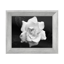 Trademark Fine Art Gardenia in Black and White by Kurt Shaffer Silver Frame picture
