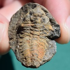 Trilobite, Schizostylus brevicaudatus - Bolivia - devonian - trilobite fossil picture