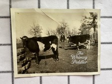 Vintage Holstein Dairy Cattle Farmer Farm Scene Snapshot Photo Rural Livestock picture