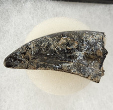 Megalosaurid (Afrovenator?) 1.61