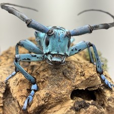 Anoplophora medenbachii turquoise Longhorn Beetle Display Insect Taxidermy picture