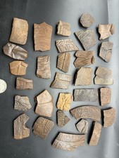 HUGE FOSSIL TURTLE SHELL COLLECTION SANTA FE RIVER FLORIDA ICE AGE REPTILES picture