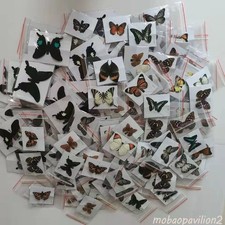 20 Pcs DIY Real Butterfly Specimens Mixed Species Taxidermy Home Decor Gift picture