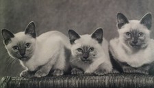 Harrow UK RPPC Postcard Mid 1900s Rare London Middlesex Aunties Siamese Cats  picture