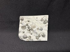 Fossil-30 Killer Pyritized Brachiopods Waldron Shale, Indiana-Trilobite Crinoid picture