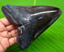 MEGALODON Shark tooth - Real Fossil 4.92” Shark teeth Meg - NO RESTORATIONS picture